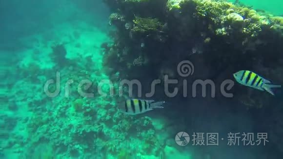深海大珊瑚周围的鱼类视频