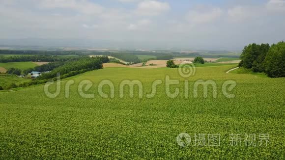 空中运动视野大玉米地视频