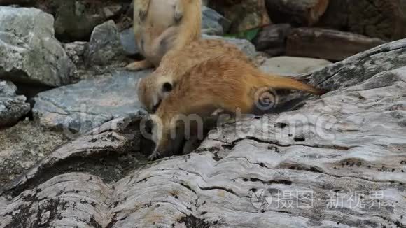 猫鼬挖洞或挖木洞寻找食物视频