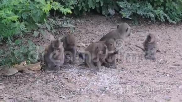 饥饿的猴子从地上吃米饭视频