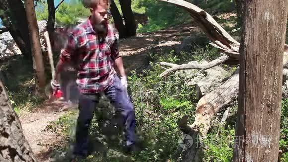 伐木工人正在砍干树视频
