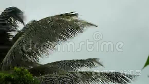 暴风吹拂热带岛屿上的棕榈树。 3840x2160。 4k