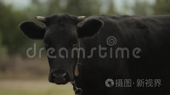 黑牛在村里的绿野间凝视着视频