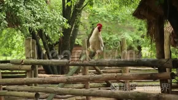 公鸡单腿站在木栅栏上视频