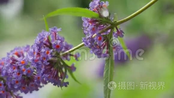 花薰衣草特写在一个美丽模糊的背景。 镜头的移动给你机会