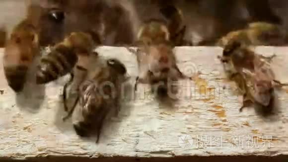 蜂巢入口的蜜蜂视频