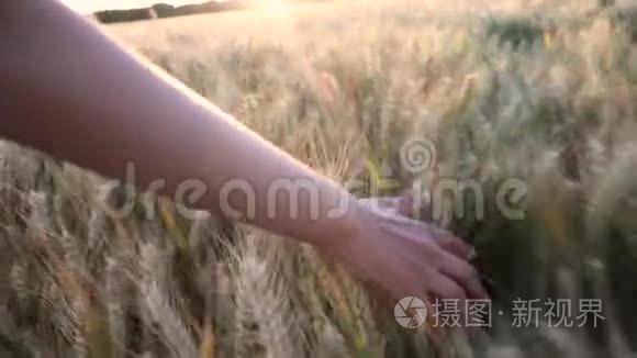 年轻的成年女性女孩子在日落或日出时用手触摸大麦的顶端