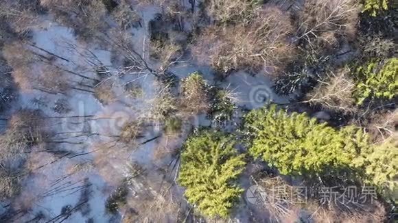 用冷杉树和桦木鸟瞰冬季木材视频