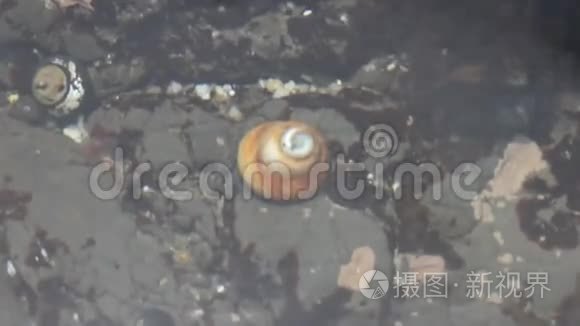 海洋生物视频