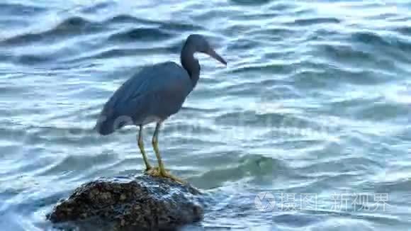 太平洋礁鹭捕食鱼类视频