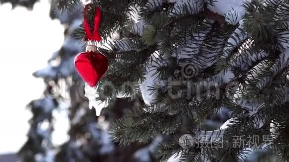 雪和心的云杉枝视频