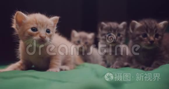 可爱的小猫在室内视频