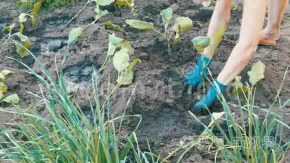 女手戴蓝手套种植茄子幼苗视频