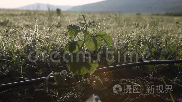 年轻的覆盆子在田野里发芽