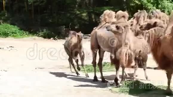 骆驼站着吃东西，小骆驼也跟着来