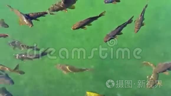 鱼儿在池塘里游着绿水视频