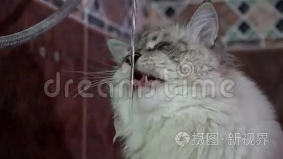 家庭西伯利亚猫饮水和探索涓涓细流的慢动作视频