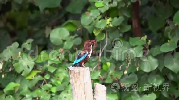 白喉翠鸟栖息在树枝上视频