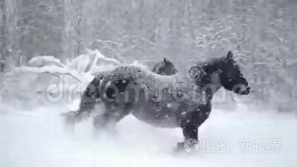 冬天暴风雪时，马在外面