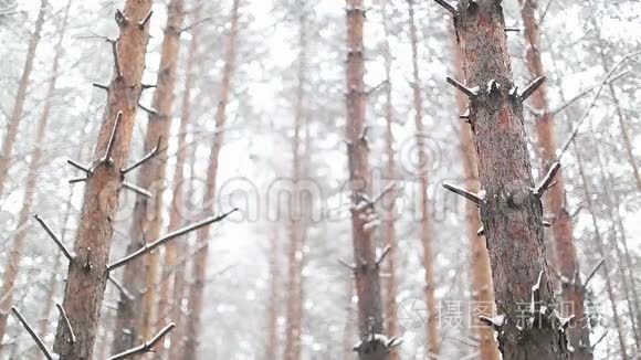 密森林的暴风雪.