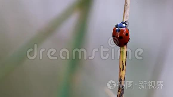 瓢虫清洁自己的特写视频