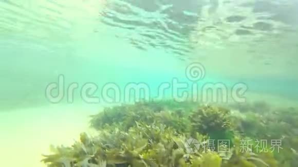 大西洋海底的水下海洋生物视频