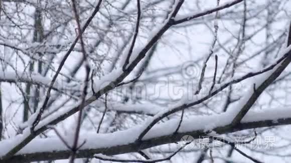 冬季树冠的背景下降雪视频