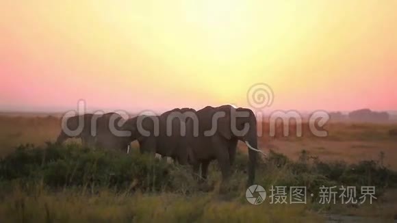 肯尼亚安博塞利公园大象吃草的时间流逝