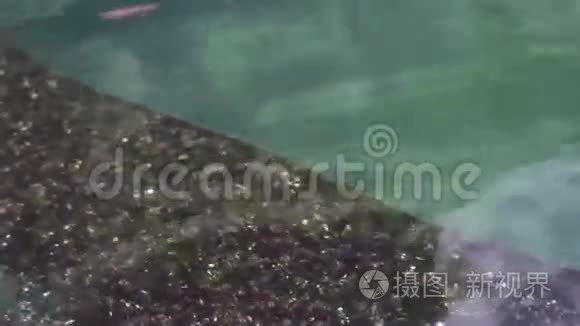 观赏锦鲤鱼在石楼池塘游泳视频