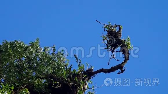 流云下热带植物的拍摄视频