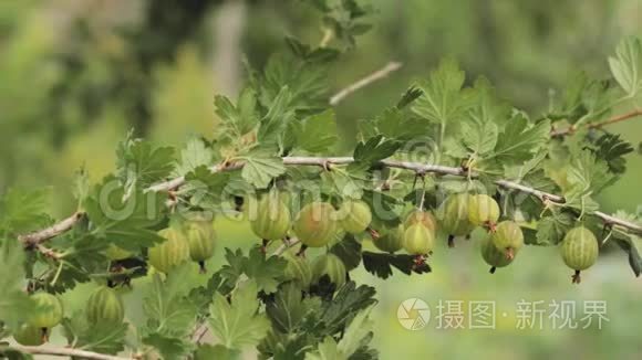绿色的鹅莓 生长的有机浆果在鹅莓灌木丛中的一个分支上特写.