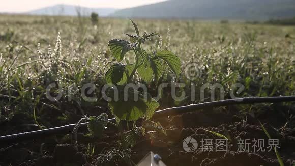 年轻的覆盆子在田野里发芽