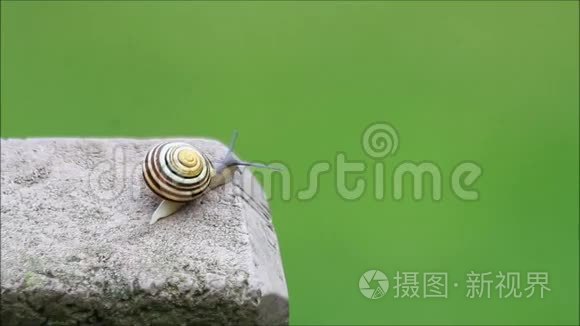 蜗牛在混凝土上快速爬行视频
