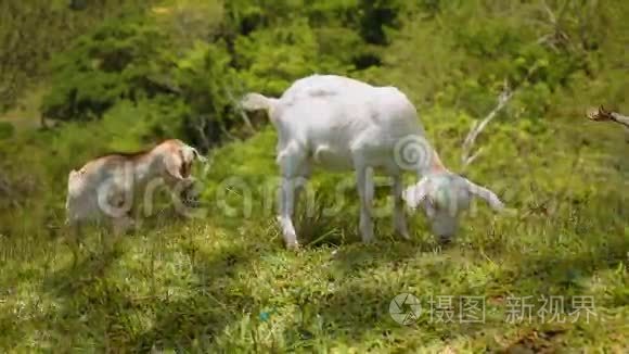两只小山羊在山上吃草视频
