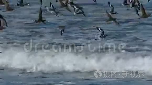 雀鸟飞越太平洋视频