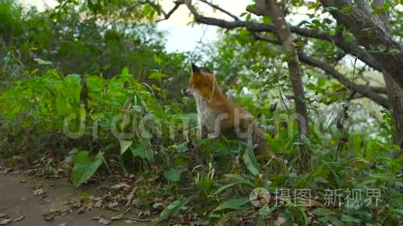 新婚夫妇餐桌上的大片鲜花视频