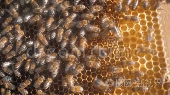 许多蜜蜂蜂房养蜂背景生活方式移动工作在蜂巢。 蜜蜂概念蜂蜜
