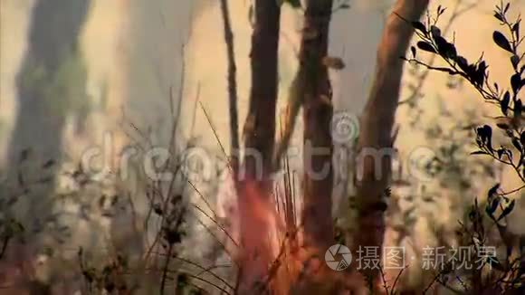 灌木丛火灾视频