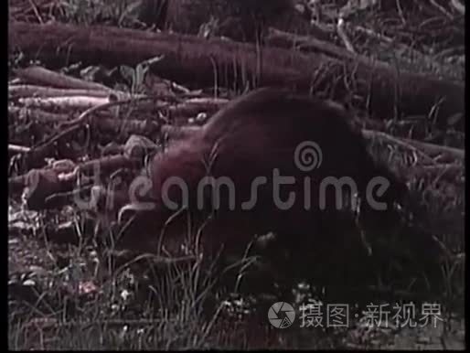 浣熊在荒野觅食视频