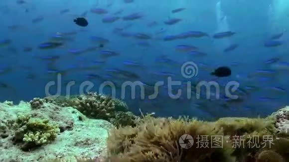 珊瑚礁上的热带小五彩鱼群视频