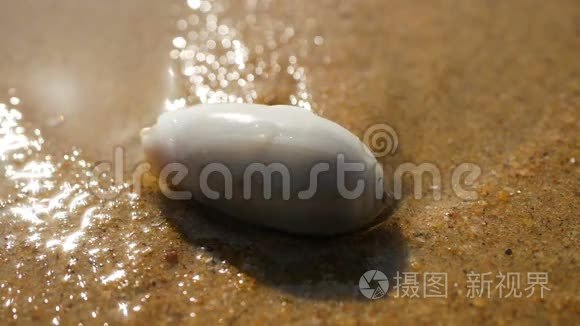 阿拉伯海海滩上的一只海蜗牛视频