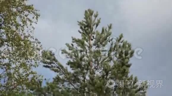 摄像机镜头下的松树视频