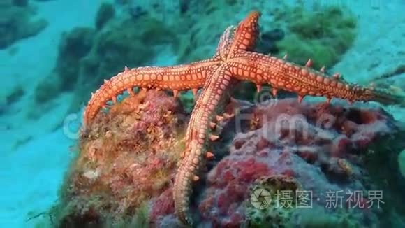 热带海星在充满活力的珊瑚礁上视频