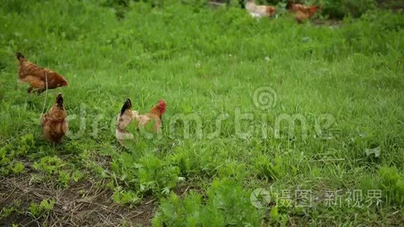 传统免费家禽养殖场鸡视频