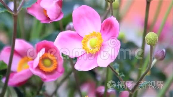 粉红花海葵视频