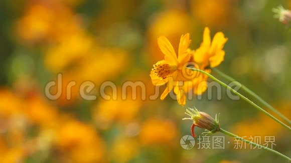 橙色的宇宙花朵随风摇动视频