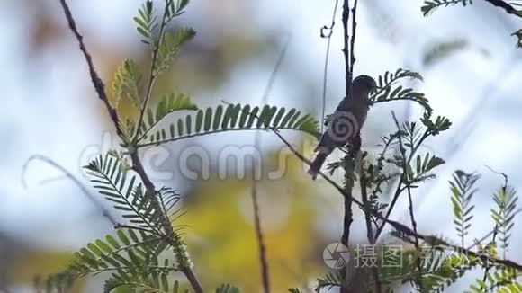 小鸟在吃嫩叶视频