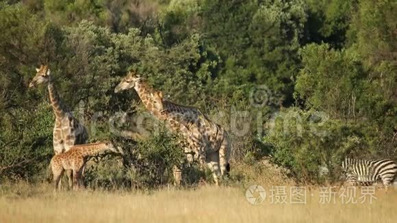 长颈鹿和斑马在自然栖息地视频