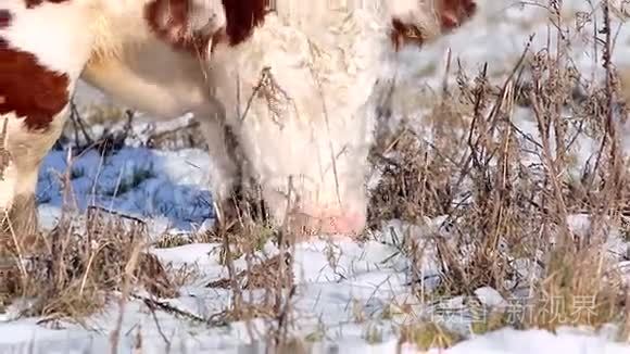 高地牛在冬天寻找食物视频