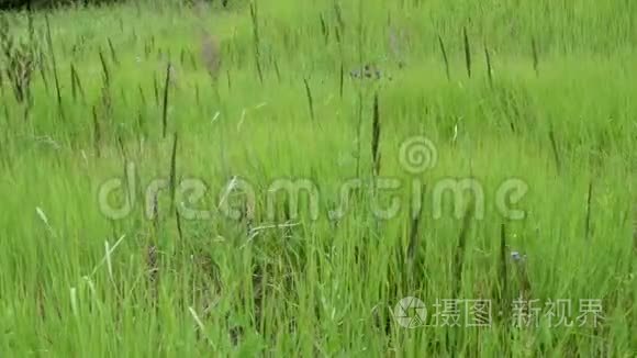 野草景视频